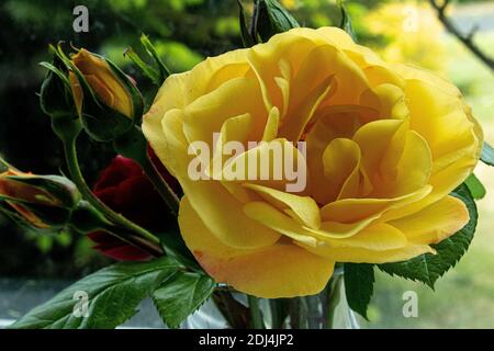 Fleurs Banque D'Images
