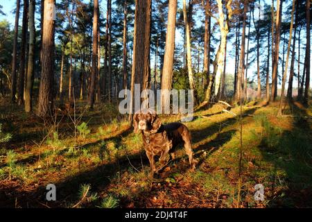 Le chien d'épagneul cocker en activité se tenait parmi les longues ombres sur le fond de la forêt alors que le soleil d'hiver se couche sur Blackheath Common, Surrey, Royaume-Uni Banque D'Images