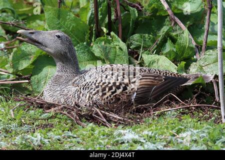 Un canard d'Eider sur son nid sur le Farne intérieur Banque D'Images