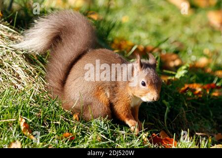 Écureuil roux Sciurus vulgaris, fourrafeu sur terre, Aberdeenshire, Écosse Banque D'Images