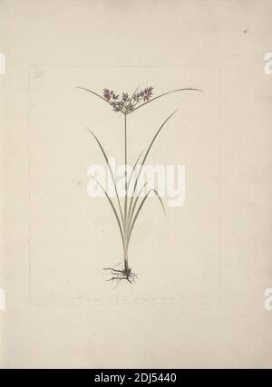 Cyperus esculentus L. (noix de tigre): Dessin fini de plante entière avec racines, Luigi Balugani, 1737–1770, italien, non daté, aquarelle et graphite sur papier moyen, légèrement texturé, crème, feuille: 15 15/16 × 12 5/16 pouces (40.5 × 31.3 cm) et reliure: 16 1/4 pouces (41.3 cm Banque D'Images