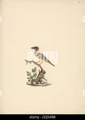 Oriolus monacha (Oriole abyssinienne à tête noire), Luigi Balugani, 1737–1770, italien, non daté, aquarelle, gouache et graphite sur papier moyen, légèrement texturé, crème, reliure: 16 pouces (40.6 cm) et feuille: 15 7/8 × 12 pouces (40.3 × 30.5 cm), art animal Banque D'Images