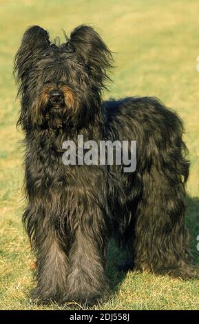 Briard Dog, Old Standard Breed with Cut Ears Banque D'Images