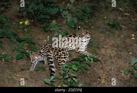 Chat Margay leopardus wiedi, mère, avec Cub Banque D'Images