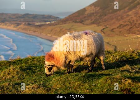 Moutons paître avec la splendide baie de Rhossili en arrière-plan Banque D'Images