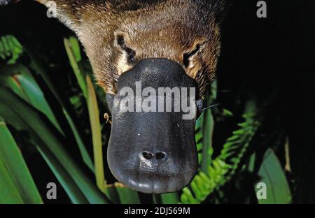 Ornithorhynchus anatinus ornithorynque, Close up, de bec, de l'Australie Banque D'Images