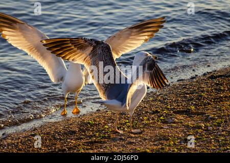 Un jeune guette à pattes jaunes ( Larus michahellis ) est effrayé du territoire d'un adulte sur une plage près d'Alexandroupoli, Evros, Grèce - photo: GEO Banque D'Images