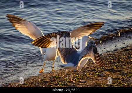 Un jeune guette à pattes jaunes ( Larus michahellis ) est effrayé du territoire d'un adulte sur une plage près d'Alexandroupoli, Evros, Grèce - photo: GEO Banque D'Images