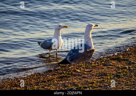 Guette à pattes jaunes ( Larus michahellis ) sur une plage près d'Alexandroupoli, Evros, Grèce - photo: Geopix Banque D'Images