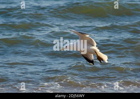 Guette à pattes jaunes ( Larus michahellis ) sur une plage près d'Alexandroupoli, Evros, Grèce - photo: Geopix Banque D'Images