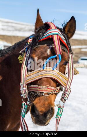 Un cheval de Kars utilisé dans les voyages touristiques et avec divers Ornements locaux sur la tête en Turquie Banque D'Images