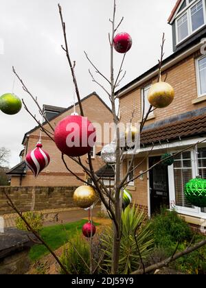 Boules de Noël sur un arbre dans le jardin avant d'une maison, Devon, Royaume-Uni Banque D'Images