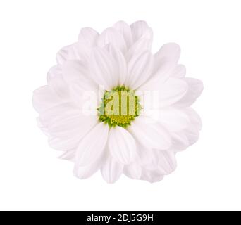 Chrysanthème blanc isolé sur fond blanc. Fleur de pâquerette. Vue de dessus. Banque D'Images