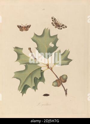 Phalaena Quernaria. Quercus Rubra (American Oak Beauty, Northern Red Oak), planche 103 de James Edward Smith, The Natural History of the rarer Lepidopterous insectes of Georgia, Londres, 1797, imprimé par John Harris The Elder, 1767–1832, British, d'après John Abbot, 1751–ca. 1840, British, 1797, gravure avec la couleur originale de la main sur du papier à feuilles moyennes, légèrement texturées, crème, feuille: 16 x 12 1/8 pouces (40.6 x 30.8 cm), glands, sujet botanique, papillons, chêne rouge, science, arbre Banque D'Images