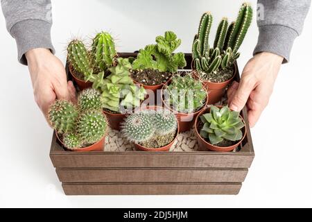 Homme tenant une boîte décorative en bois pleine de pots de cactus Banque D'Images