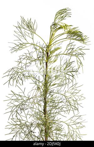 Plante médicinale de mon jardin: Artemisia abrotanum (bois du Sud) vue de face isolée sur fond blanc Banque D'Images