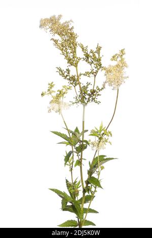 Plante médicinale de mon jardin: plante meadowsweet (Filipendula ulmaria) avec tige, fleurs et feuilles isolées sur fond blanc Banque D'Images