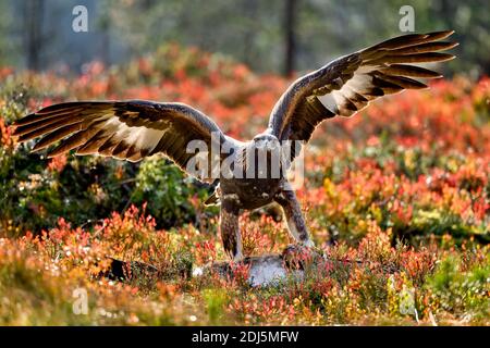 Aigle doré avec le déjeuner Banque D'Images