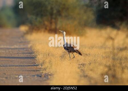 Un grand Bustard indien (Ardeotis nigriceps) en danger critique dans le parc national du désert, Rajasthan, Inde Banque D'Images