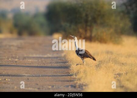 Un grand Bustard indien (Ardeotis nigriceps) en danger critique dans le parc national du désert, Rajasthan, Inde Banque D'Images