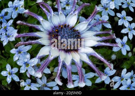 Gros plan sur OSTEO Spider Flower. Banque D'Images