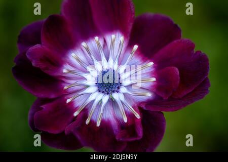 Gros plan de la fleur d'araignée OSTEO en fleur d'anémone rouge. Banque D'Images