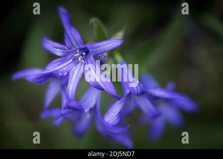 Gros plan sur Lavender Mountain Lily. Banque D'Images