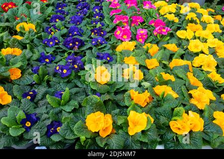 Pot Primroses prix à £2 chacun dans un jardin Décembre 2020 Banque D'Images