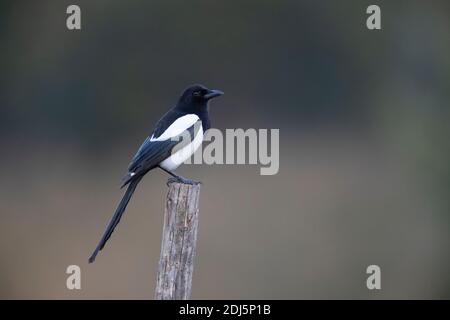 Magpie eurasienne (Pica pica), vue latérale d'un adulte perché sur la poste, Campanie, Italie Banque D'Images