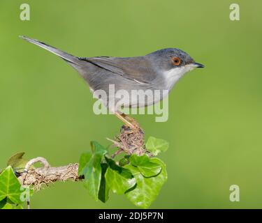 Paruline sarde (Sylvia melanocephala), vue latérale d'une femelle adulte perchée sur une branche européenne d'Ivy, Campanie, Italie Banque D'Images