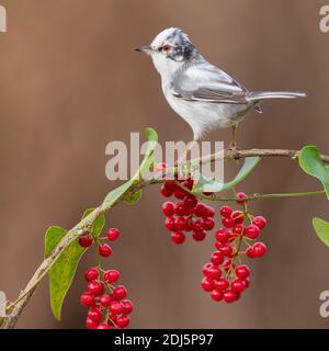 Paruline sarde (Sylvia melanocephala), vue latérale d'un homme adulte perché sur un Smilax commun aux baies, Campanie, Italie Banque D'Images