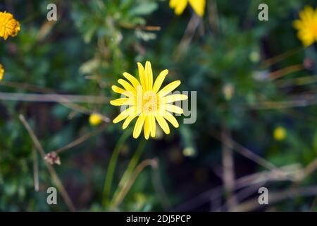 Belle fleur dorée sur l'herbe verte. Concept Daisy. Banque D'Images