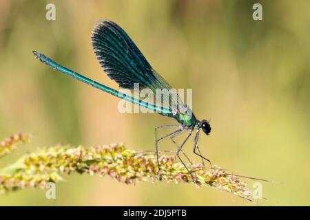 Demoiselle à bandes (Calopteryx splendens), vue latérale d'un homme adulte perché sur une plante, Campanie, Italie Banque D'Images