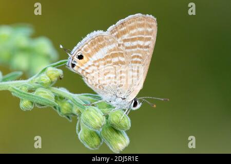 Bleu à queue longue (Lampides boeticus), vue latérale d'un adulte perché sur une plante, Campanie, Italie Banque D'Images