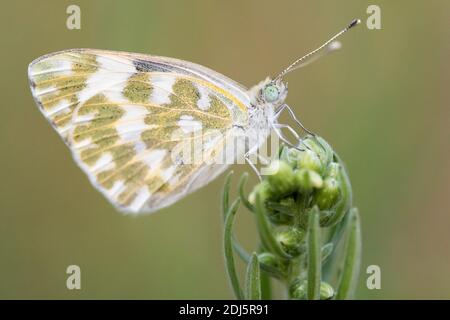 Bain blanc oriental (Pontia edusa), vue latérale d'un adulte perché sur une plante, Campanie, Italie Banque D'Images