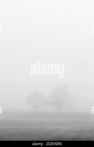 Deux arbres sur le terrain se sont enrepliés dans le brouillard du matin en automne Banque D'Images