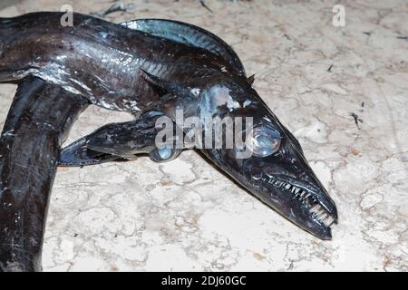 Barde noir dans le marché aux poissons de Funchal à l'île portugaise de Madère Banque D'Images