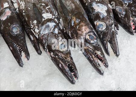 Barde noir dans le marché aux poissons de Funchal à l'île portugaise de Madère Banque D'Images