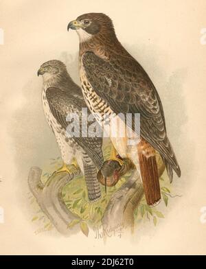 Assiette 07, The Red-Twn Hawk- Chromolithographiée plaque de 1893 livre 'The Hawks and Owl of the United States in thear to Agriculture' Banque D'Images