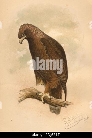 Assiette 13, The Golden Eagle - plaque Chromolithographiée de 1893 livre 'les Hawks et les Owl des États-Unis dans leur relation à l'agriculture' Banque D'Images