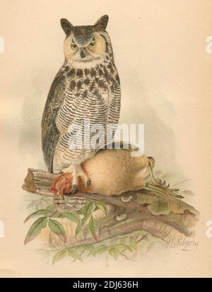 Assiette 24, The Great Horned Owl - Chromolithographiée plaque de 1893 livre 'The Hawks and Owl of the United States in thear to Agriculture' Banque D'Images