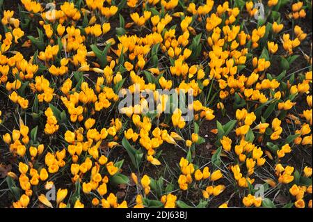 Crocus jaune doré fleurissent dans un jardin en avril Banque D'Images