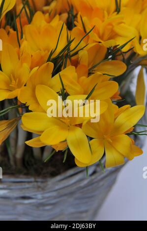 Cormes forcés de crocus jaune doré fleur dans un pot En avril Banque D'Images