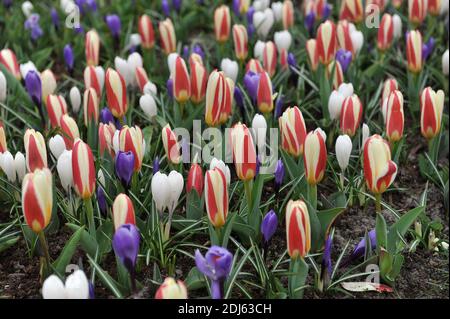 Crocuses Grand Maître et Jeanne d'Arc et tulipe kaufmanniana le Première floraison dans un jardin en mars Banque D'Images