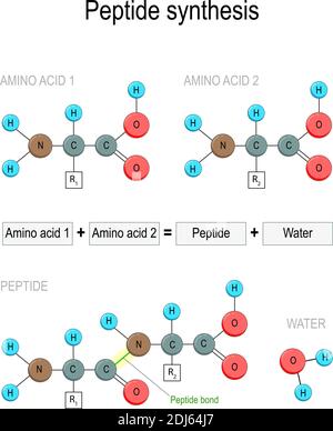 Synthèse peptidique. Deux acides aminés combinés en un peptide pour former une molécule d'eau et une liaison peptidique. Illustration vectorielle à usage médical Illustration de Vecteur