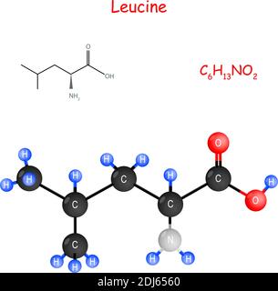 La leucine est un acide aminé essentiel pour la biosynthèse des protéines. Formule structurale chimique et modèle de molécule. C6H13NO2. Vecteur Illustration de Vecteur