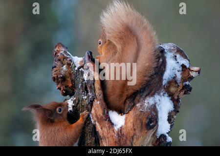 Écureuils roux Sciurus vulgaris, sur une souche creuse, Aberdeenshire, Écosse Banque D'Images