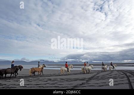 Équitation des chevaux islandais sur la plage de sable, Husey, Islande Banque D'Images