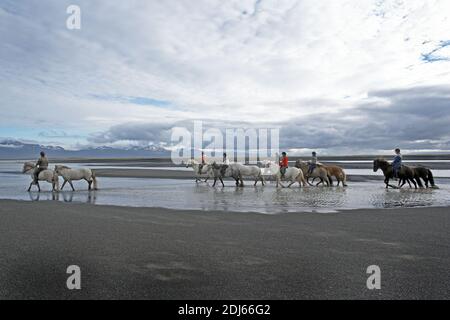 Équitation des chevaux islandais sur la plage de sable, Husey, Islande Banque D'Images