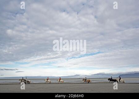 Équitation des chevaux islandais sur la plage de sable, Husey, Islande Banque D'Images